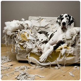 chien trs destructeur